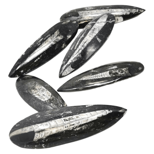 Orthoceras Fossil