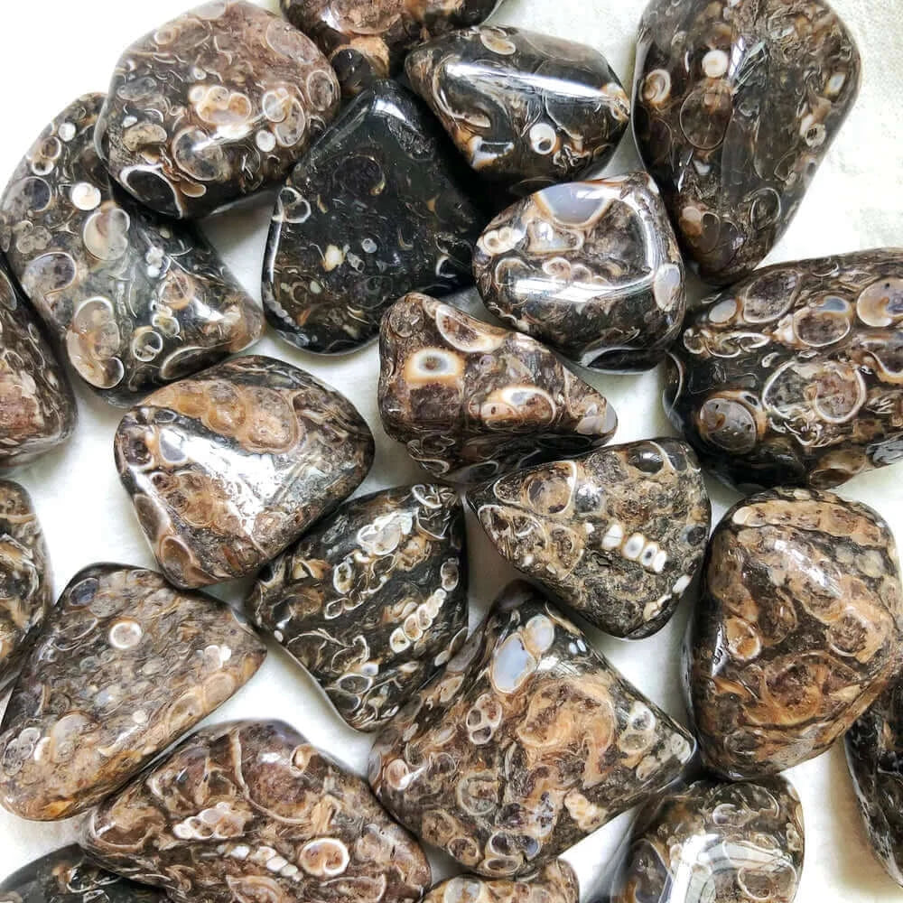 Agate Turritella Tumbled Small at $1.5 only from Spiral Rain